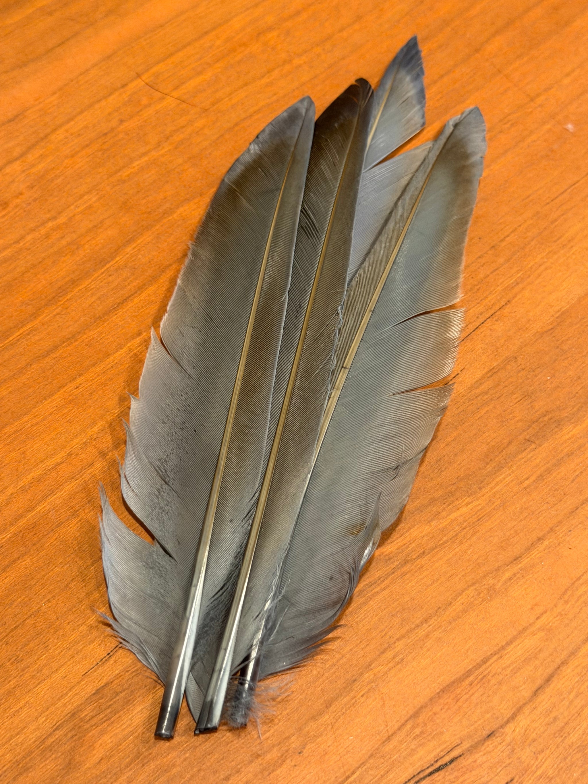Spent Fly Fishing Duck Quills