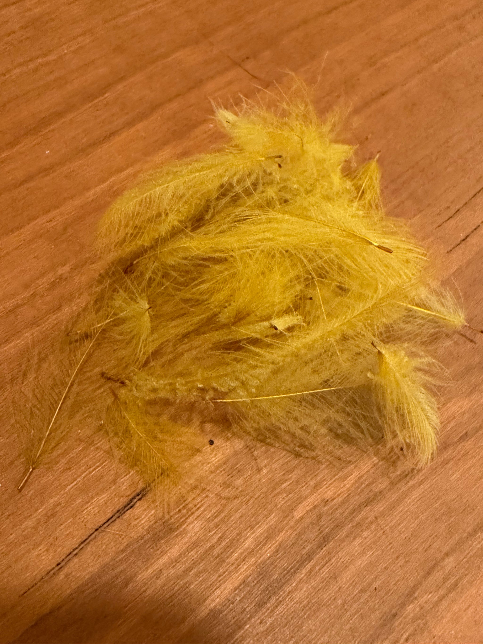 Spent Fly Fishing Duck CDC