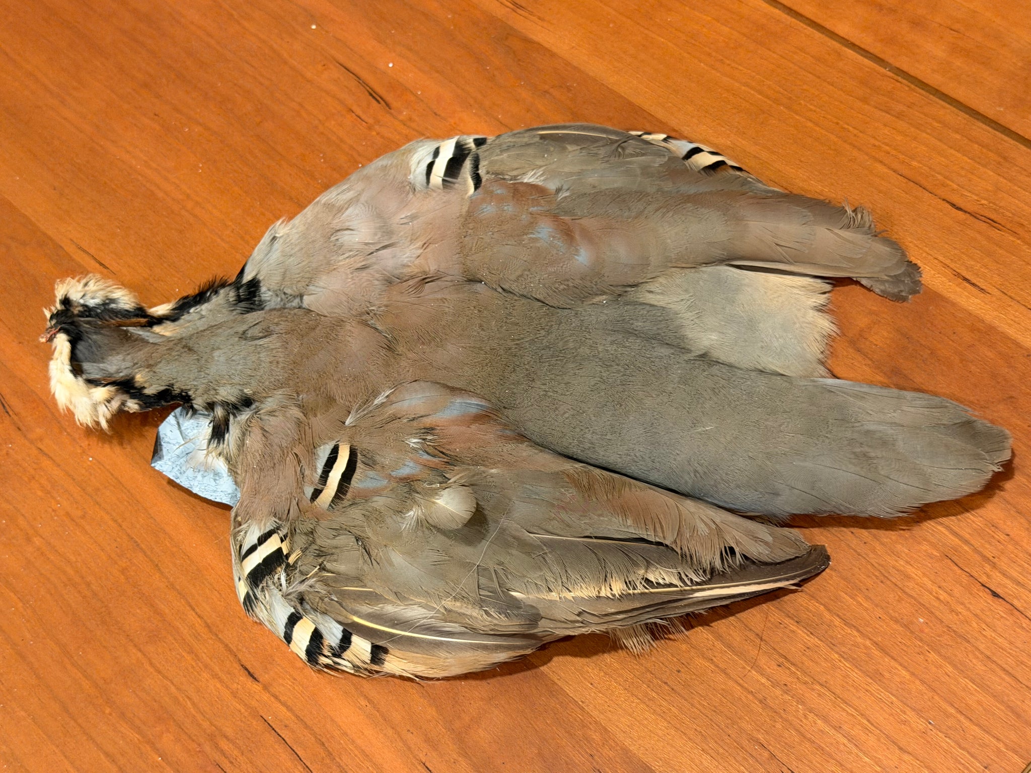 Spent Fly Fishing Chukar Partridge