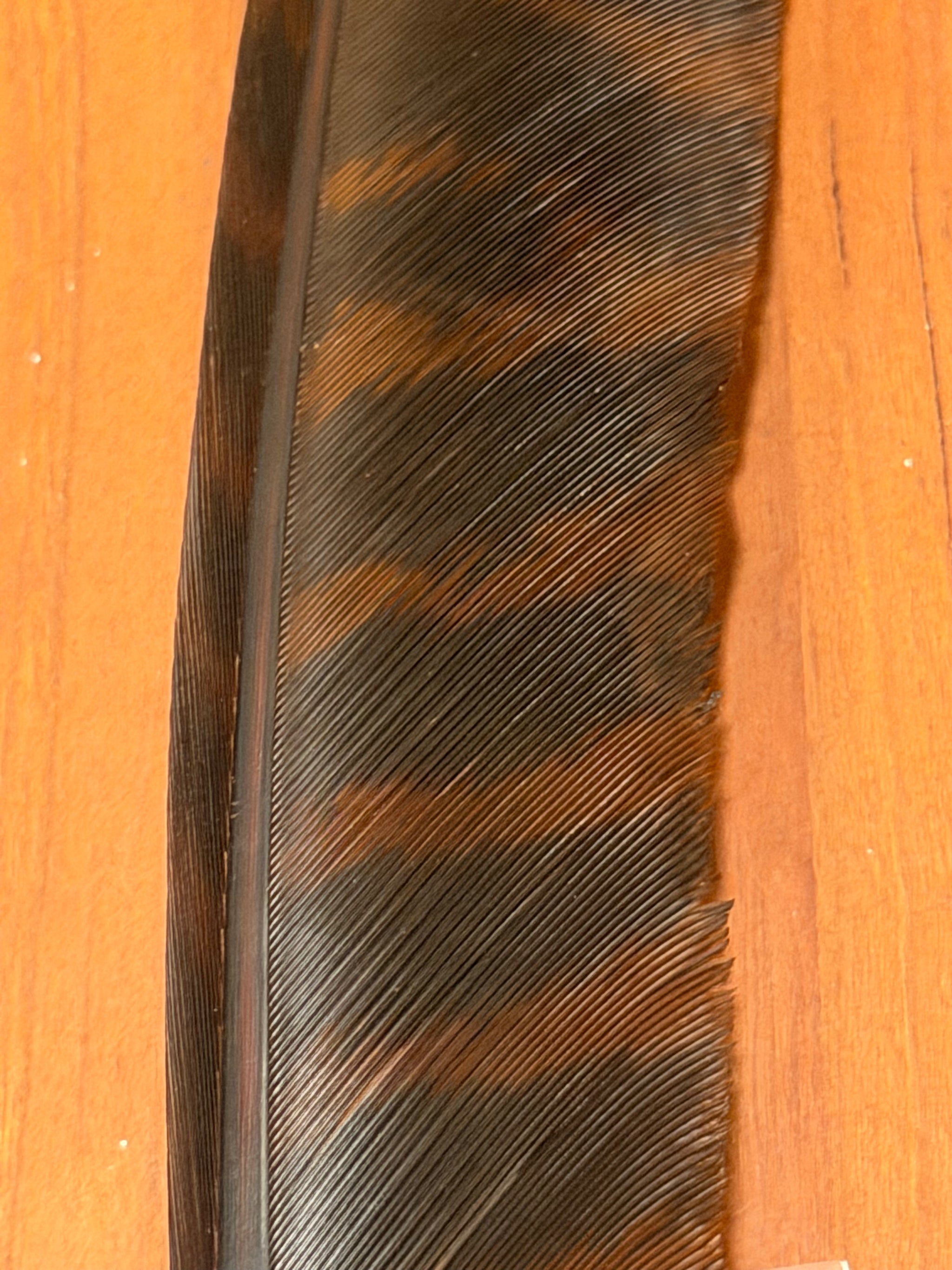 Spent Fly Fishing Barred Turkey Biot Quills