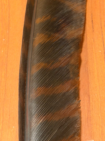 Spent Fly Fishing Barred Turkey Biot Quills