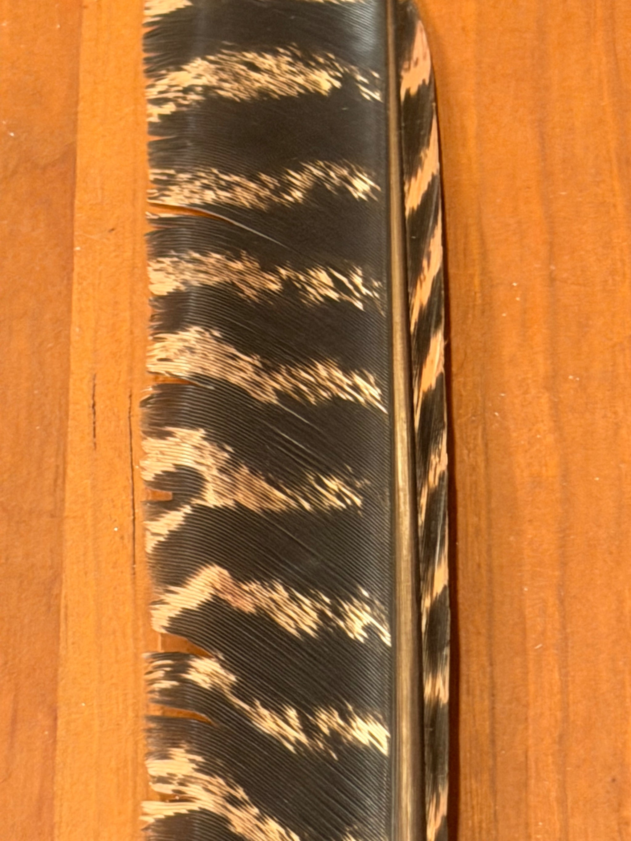 Spent Fly Fishing Barred Turkey Biot Quills