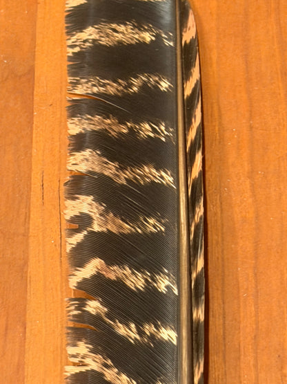 Spent Fly Fishing Barred Turkey Biot Quills