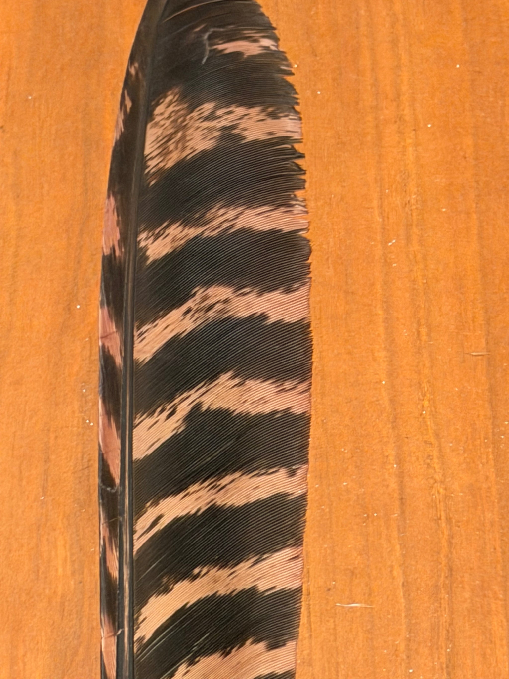 Spent Fly Fishing Barred Turkey Biot Quills