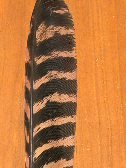 Spent Fly Fishing Barred Turkey Biot Quills