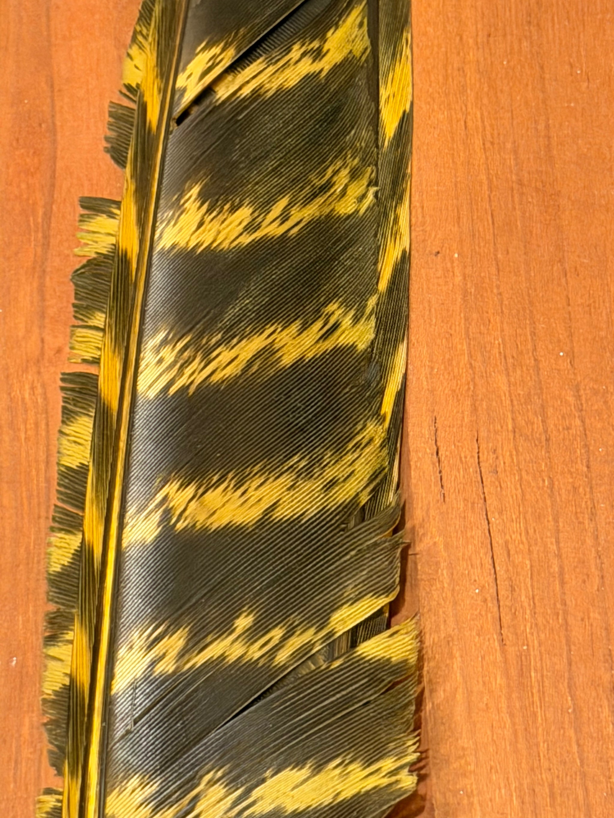 Spent Fly Fishing Barred Turkey Biot Quills