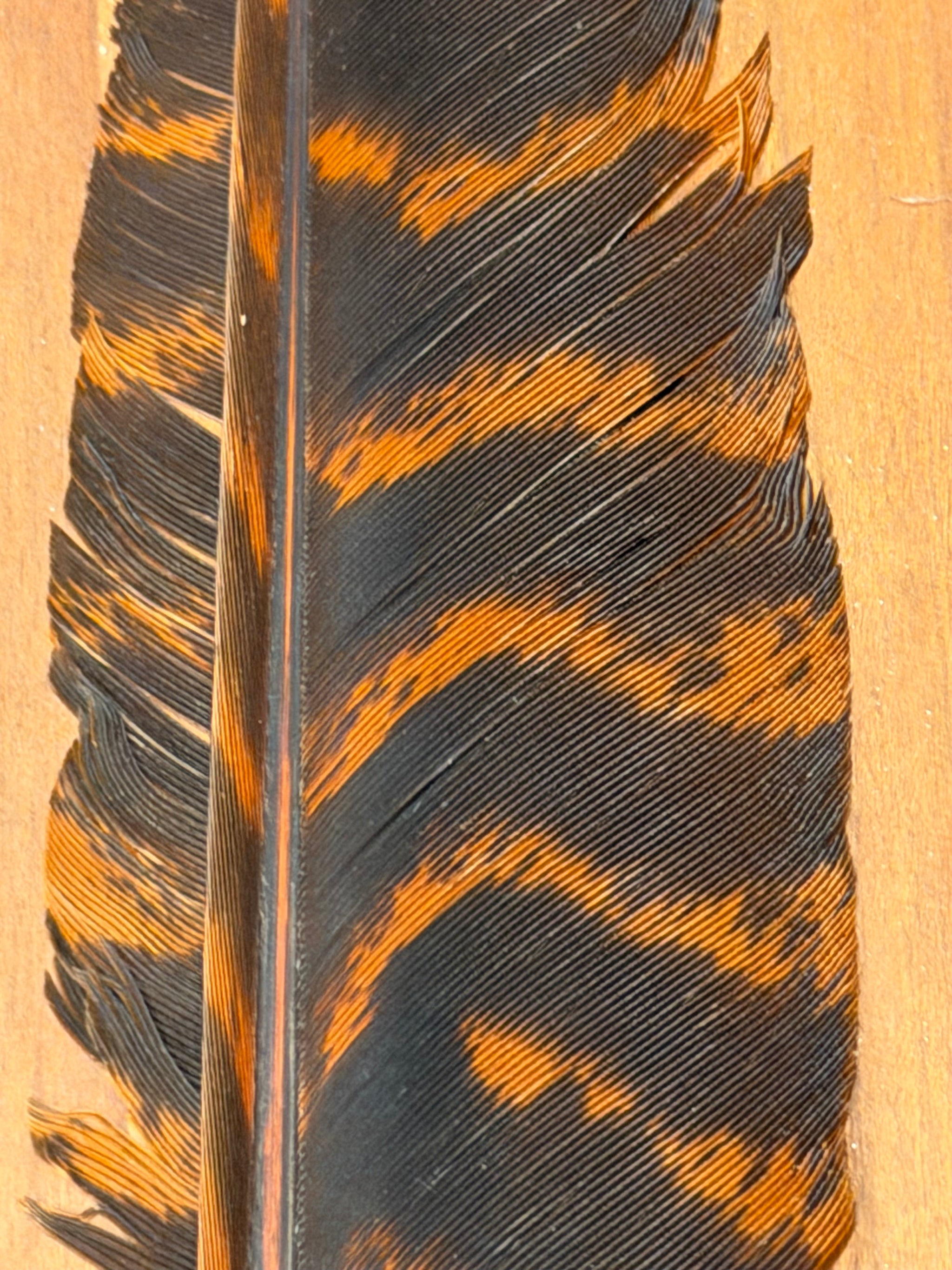 Spent Fly Fishing Barred Turkey Biot Quills