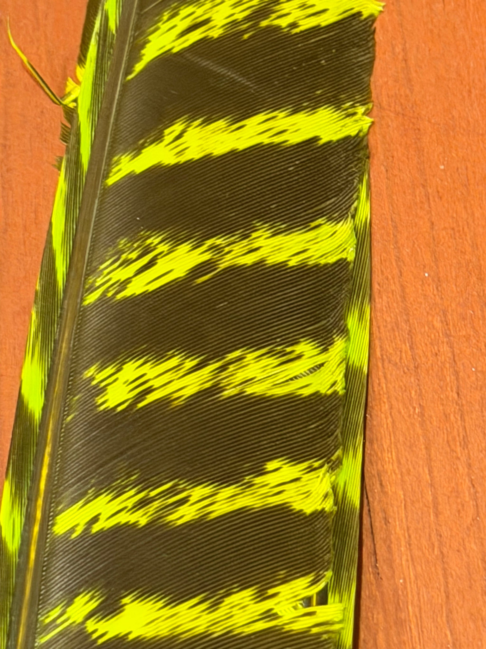 Spent Fly Fishing Barred Turkey Biot Quills