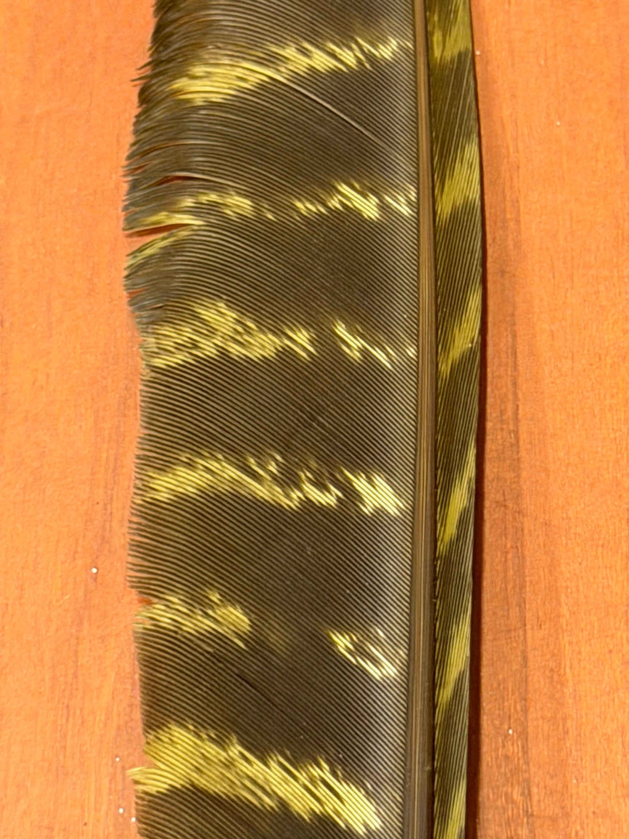 Spent Fly Fishing Barred Turkey Biot Quills