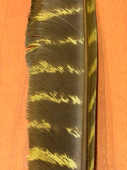 Spent Fly Fishing Barred Turkey Biot Quills