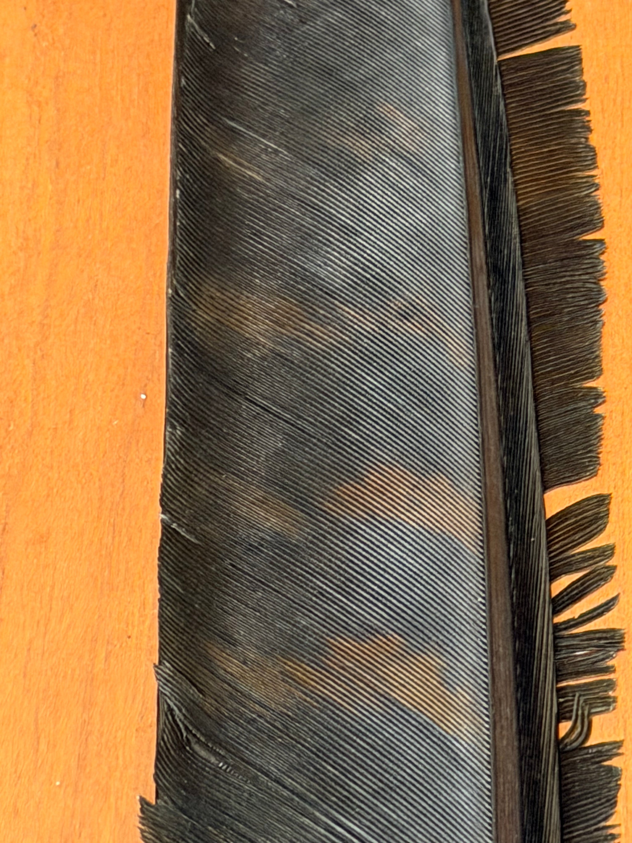 Spent Fly Fishing Barred Turkey Biot Quills