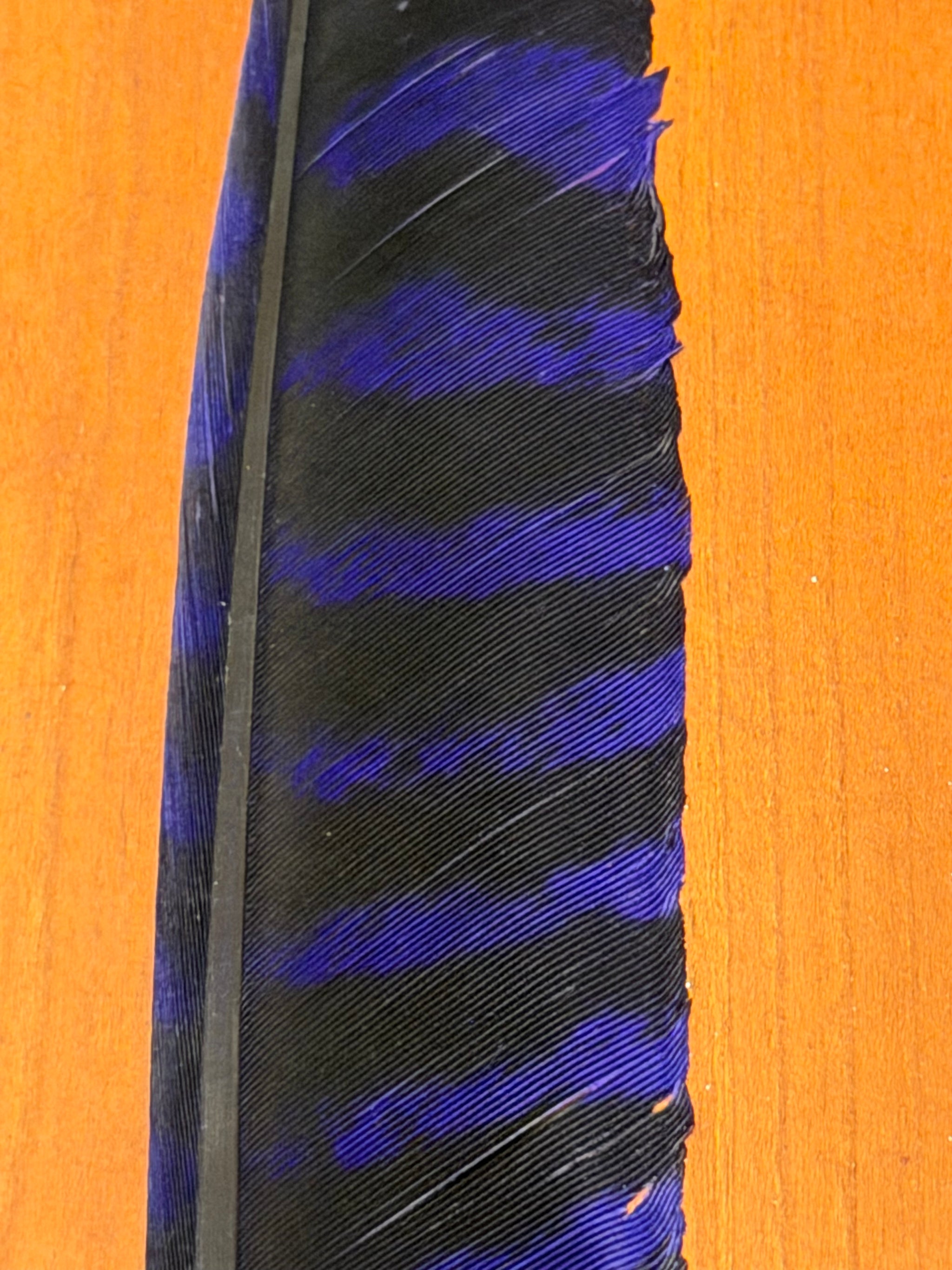 Spent Fly Fishing Barred Turkey Biot Quills