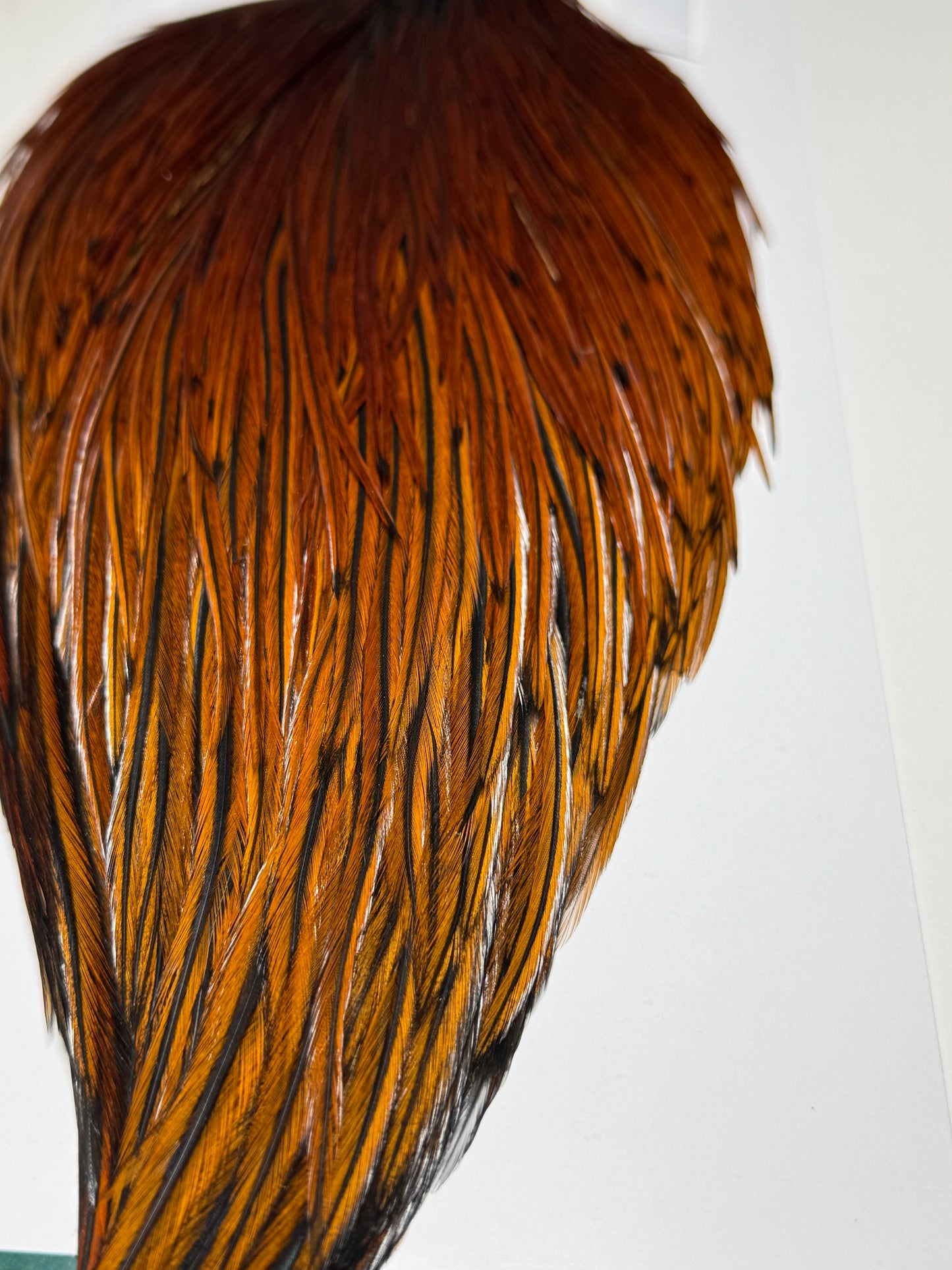 Whiting Farms Hebert Miner Bronze Cape: Medium Brown SH019