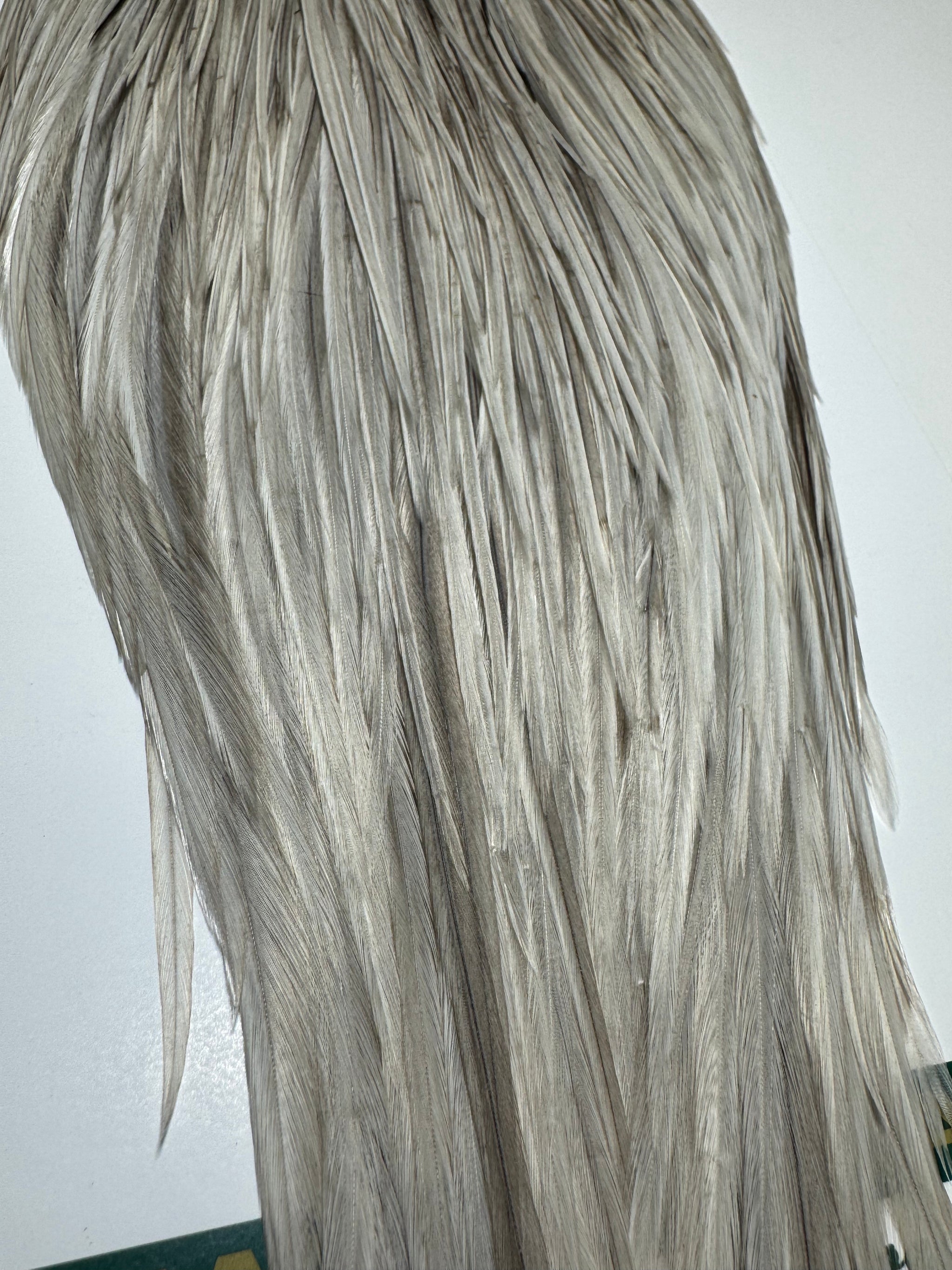 Whiting Farms Hebert Miner Bronze Cape: Light Grey Dun SH027