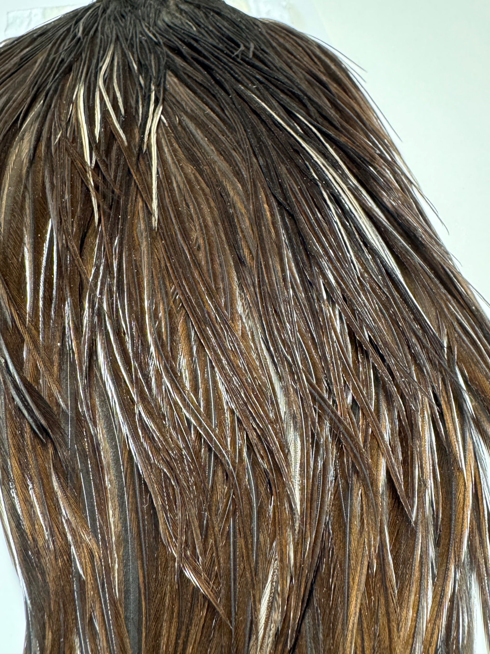 Whiting Farms Hebert Miner Pro Grade Cape:  Labeled Black- Closer to Dark Brown  SH037
