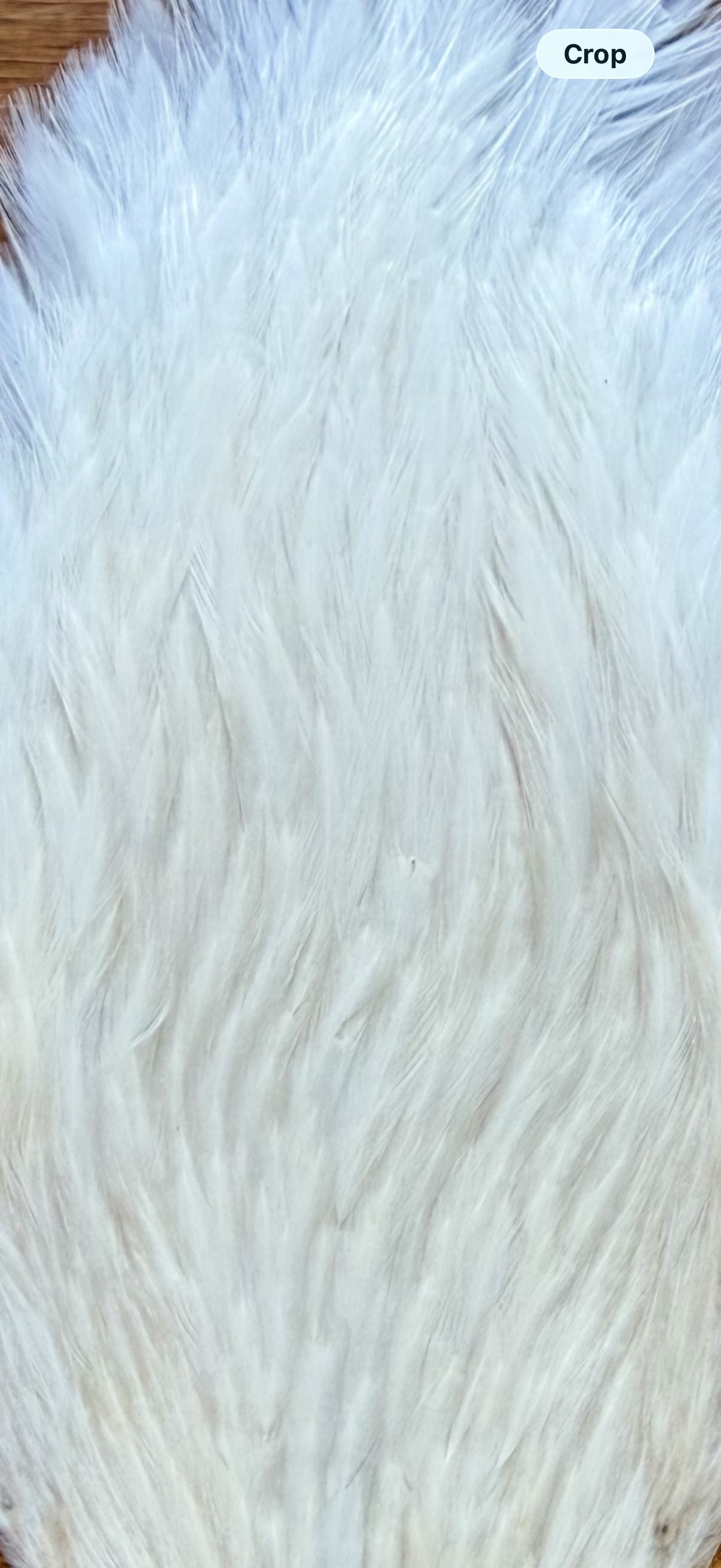 Metz Grade 2 Hen Cape Cream 527-SH-E-L