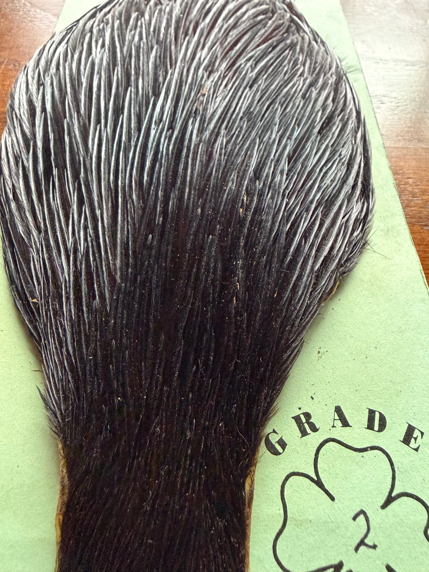 Shannon’s Fancy Hackle Grade 2 Cape Black 532-SH-E-L