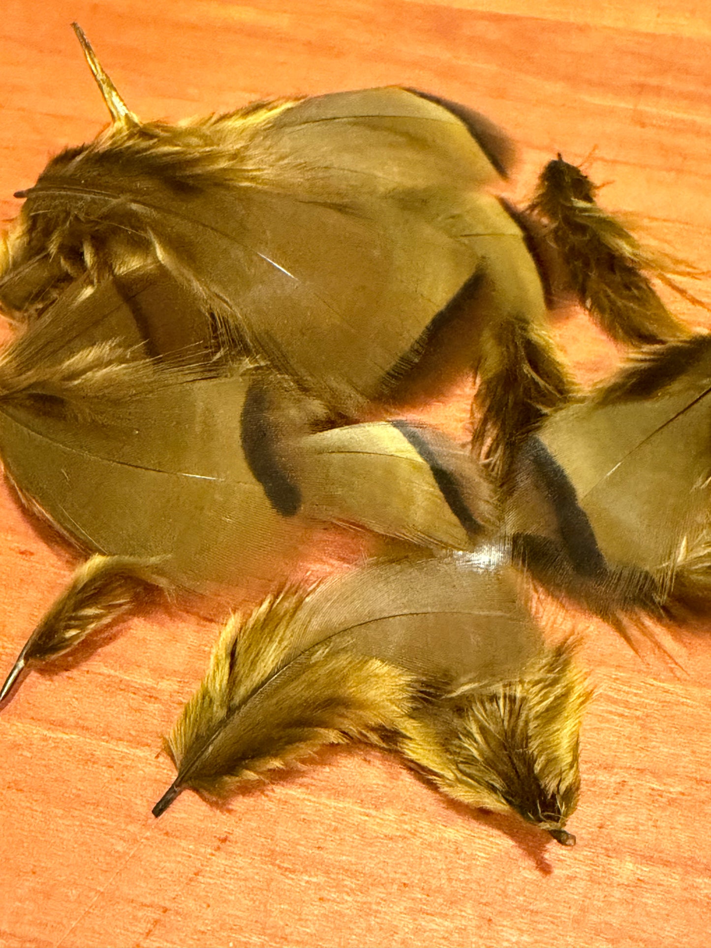 Cookshill French Partridge Dyed Dark Olive