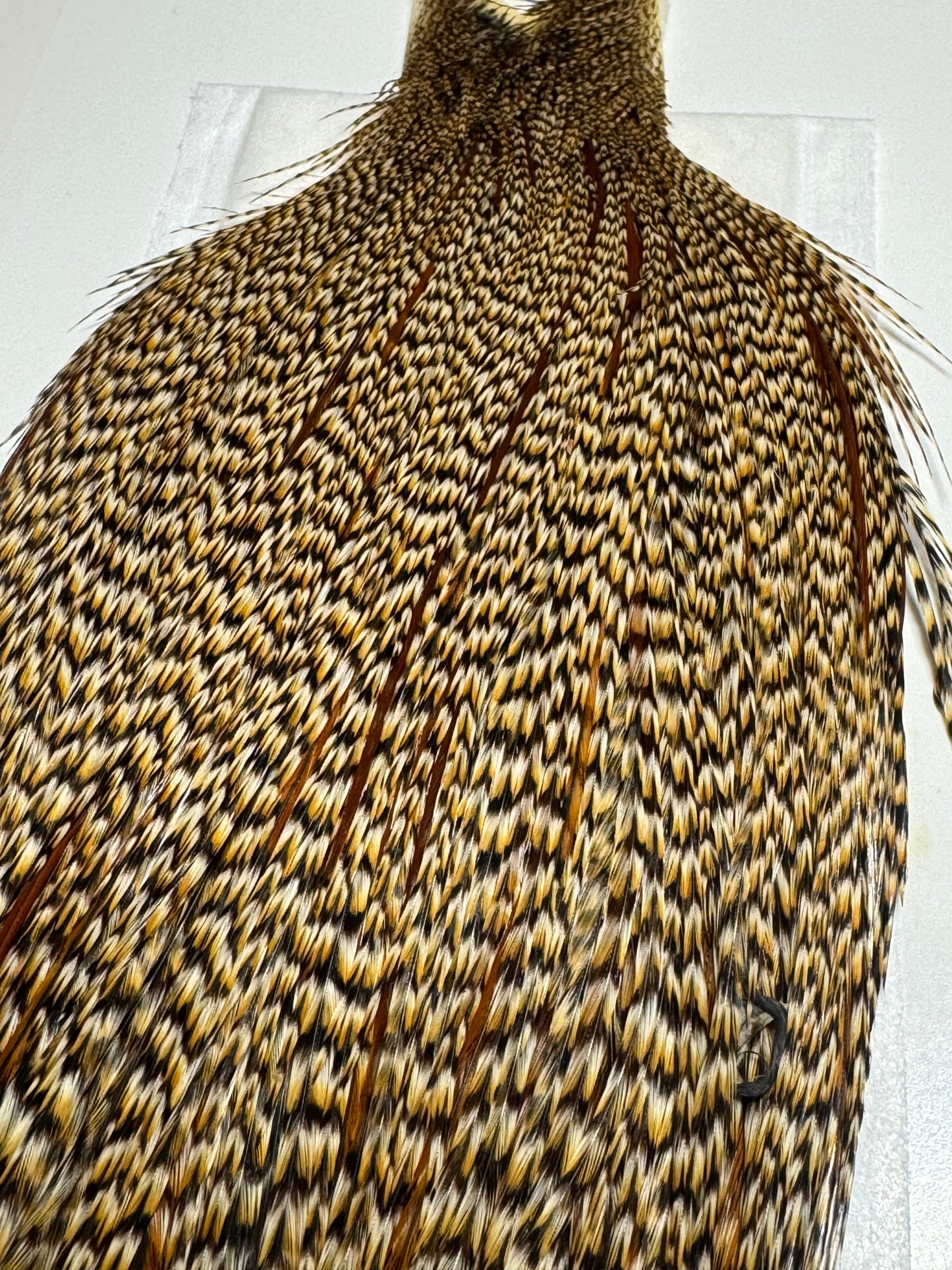 Whiting Farms Heritage Hackle Rooster Cape: Grade 2 Cree- SH-E-074