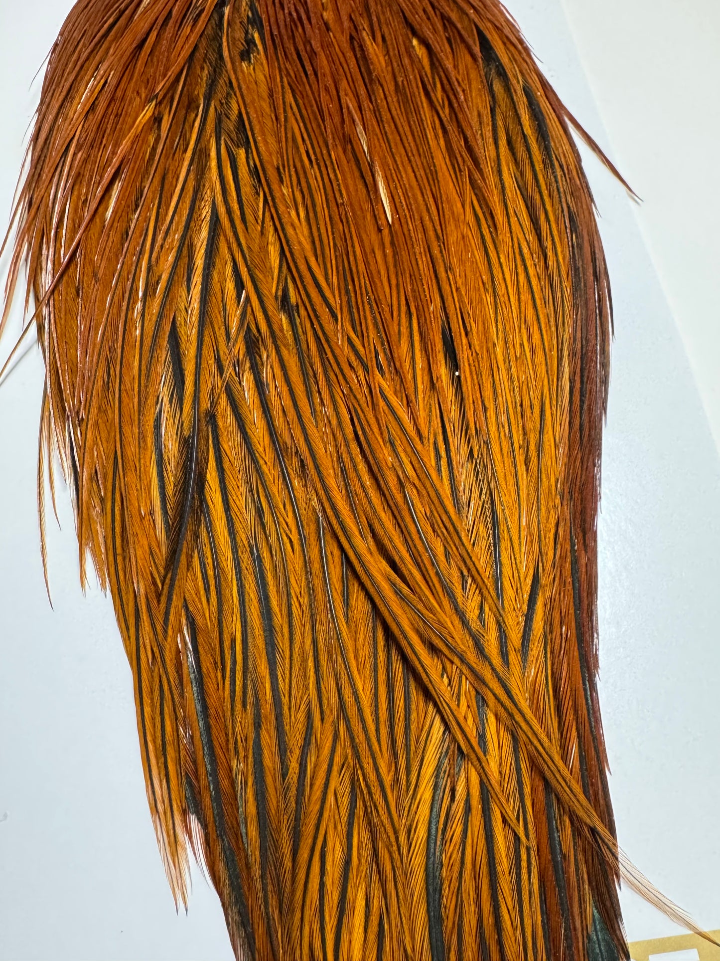 Whiting Farms Heritage Hackle Rooster Cape: Furnace- Grade 1 SH-E-078