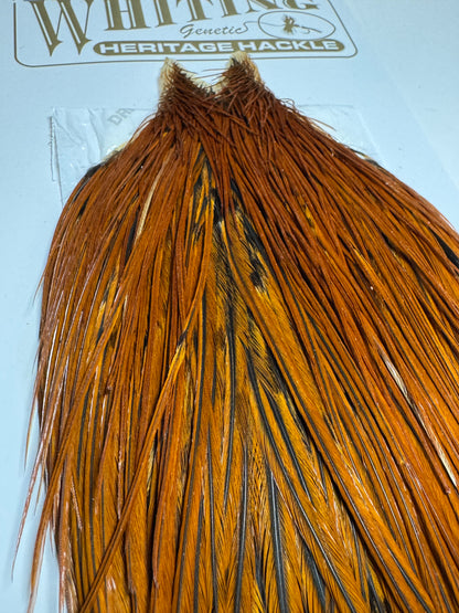 Whiting Farms Heritage Hackle Rooster Cape: Furnace- Grade 1 SH-E-078