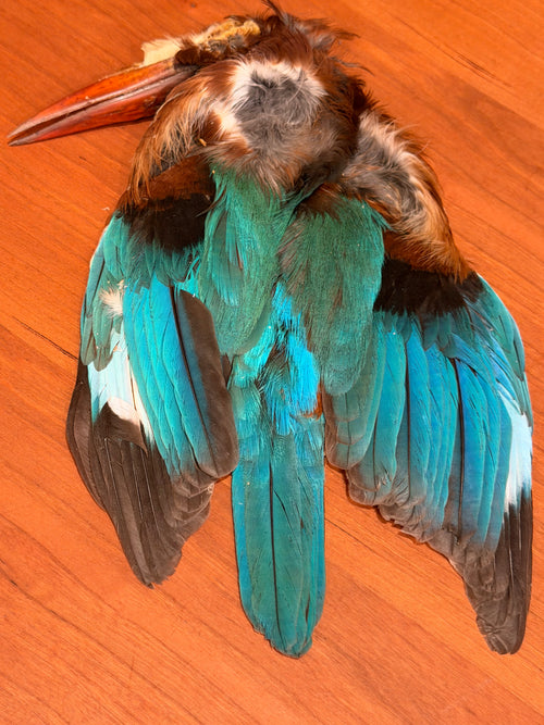 Kingfisher Skin