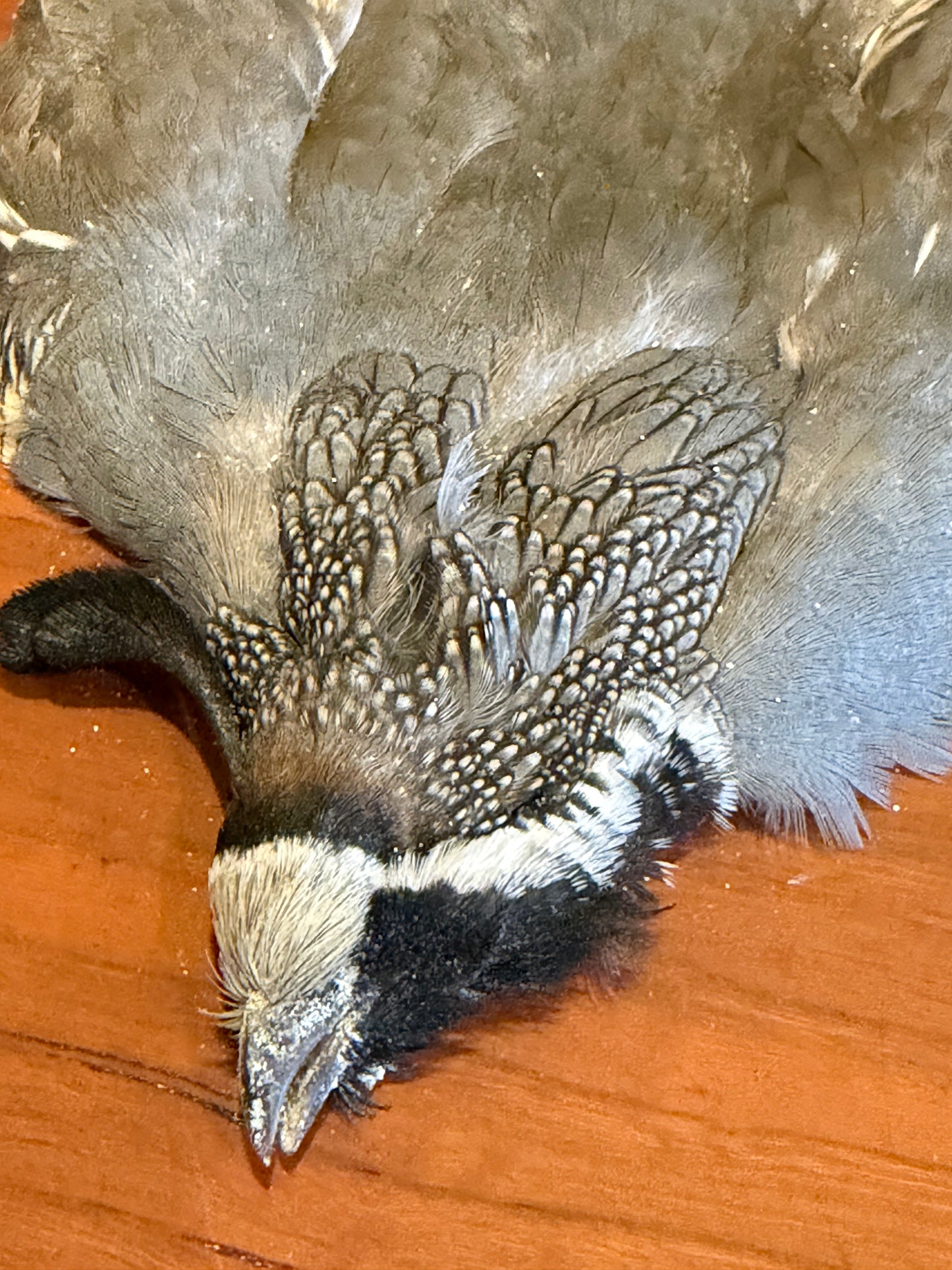 California Quail Skin: Premium Fly Tying Feathers