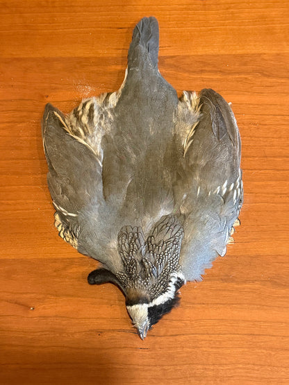 California Quail Skin: Premium Fly Tying Feathers