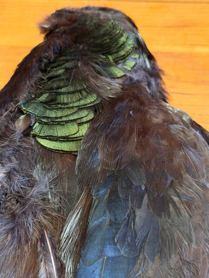 Black-Dyed Golden Pheasant Skin: Premium Fly Tying Feathers