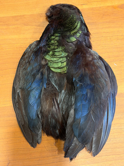 Black-Dyed Golden Pheasant Skin: Premium Fly Tying Feathers
