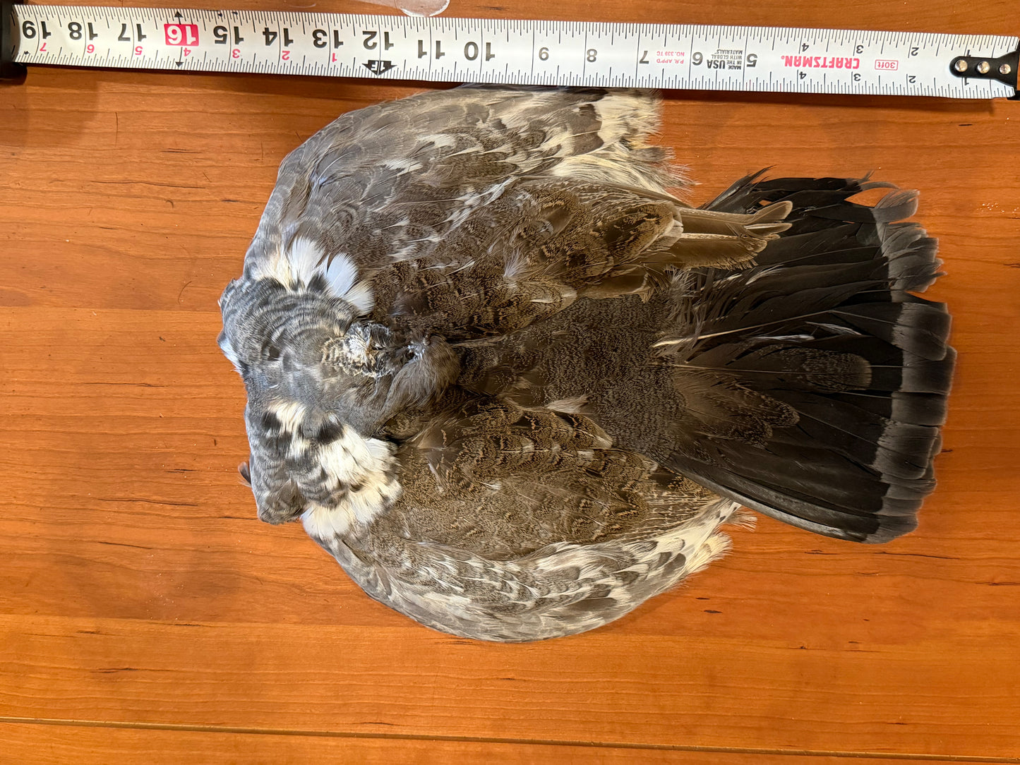Blue Grouse (Dusky Grouse) Skin: Premium Fly Tying Feathers