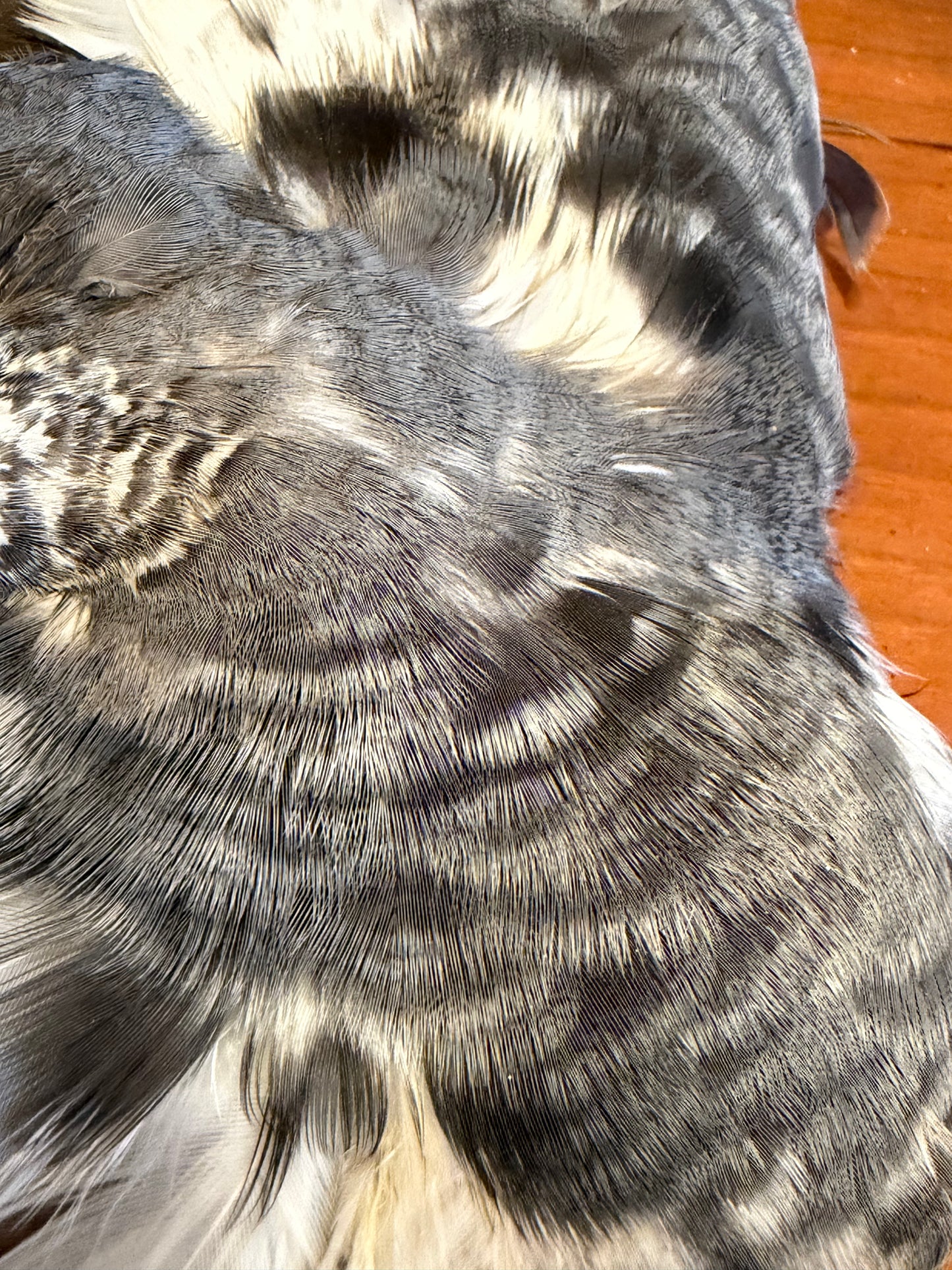 Blue Grouse (Dusky Grouse) Skin: Premium Fly Tying Feathers