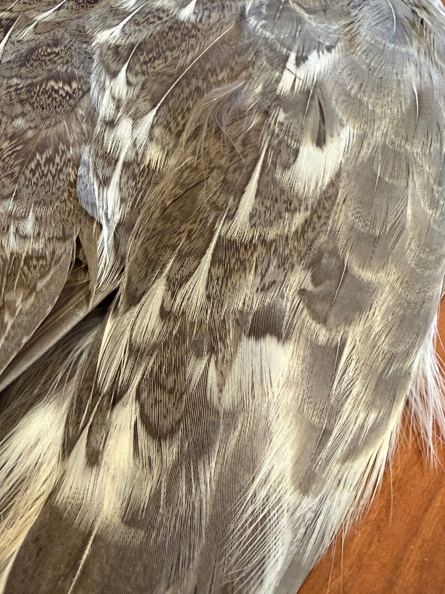 Blue Grouse (Dusky Grouse) Skin: Premium Fly Tying Feathers