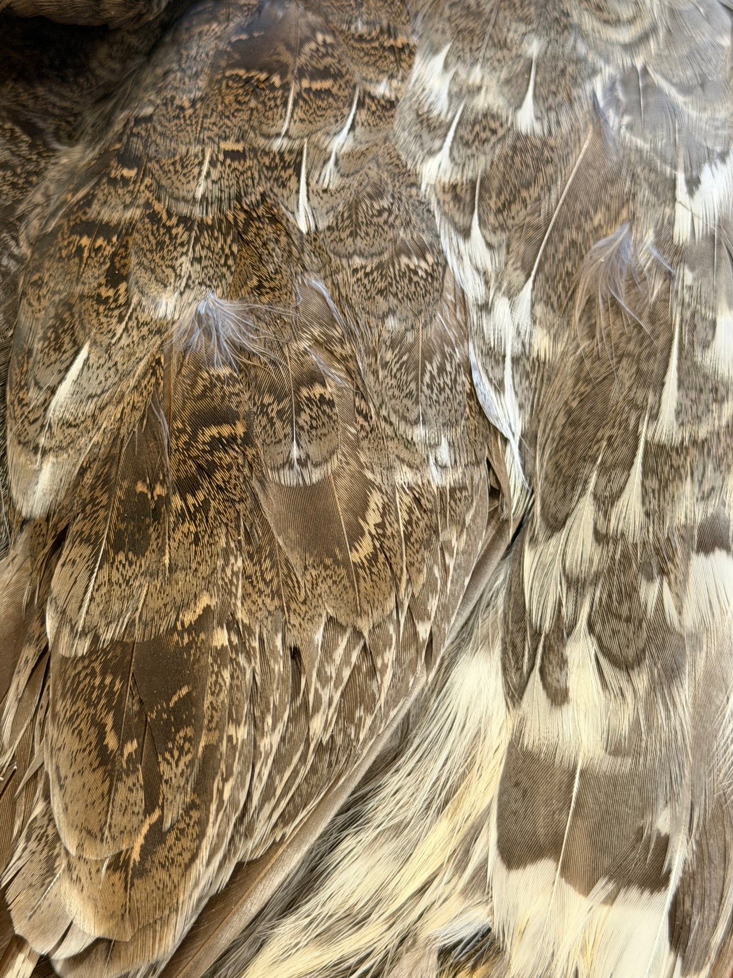 Blue Grouse (Dusky Grouse) Skin: Premium Fly Tying Feathers