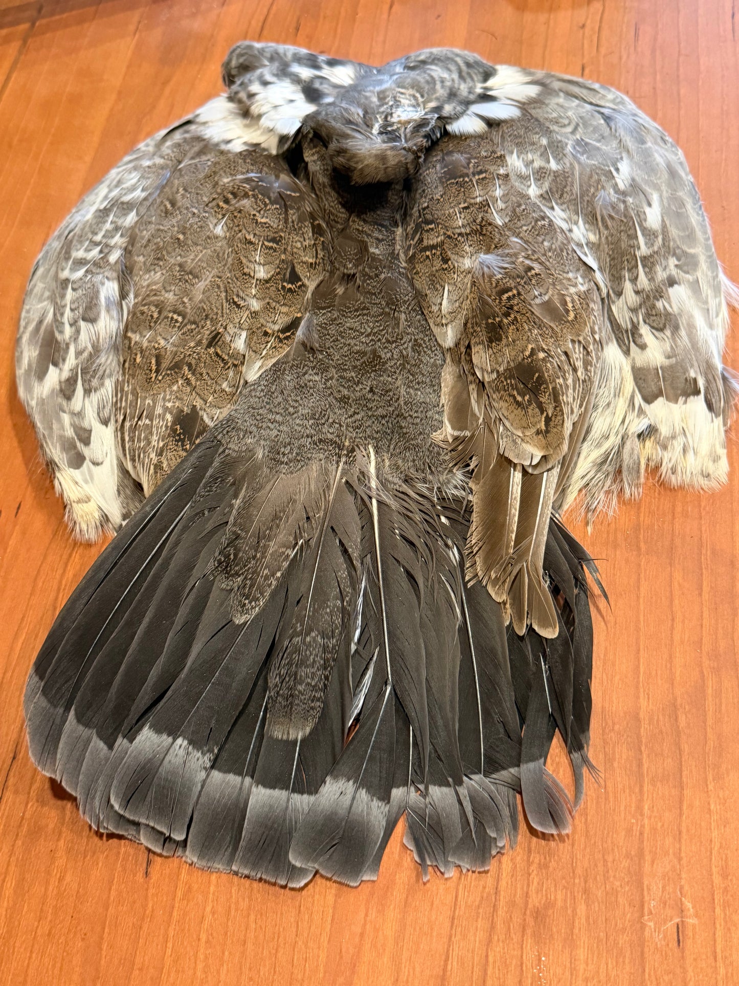 Blue Grouse (Dusky Grouse) Skin: Premium Fly Tying Feathers