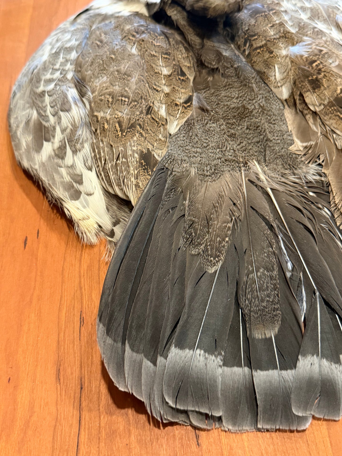 Blue Grouse (Dusky Grouse) Skin: Premium Fly Tying Feathers