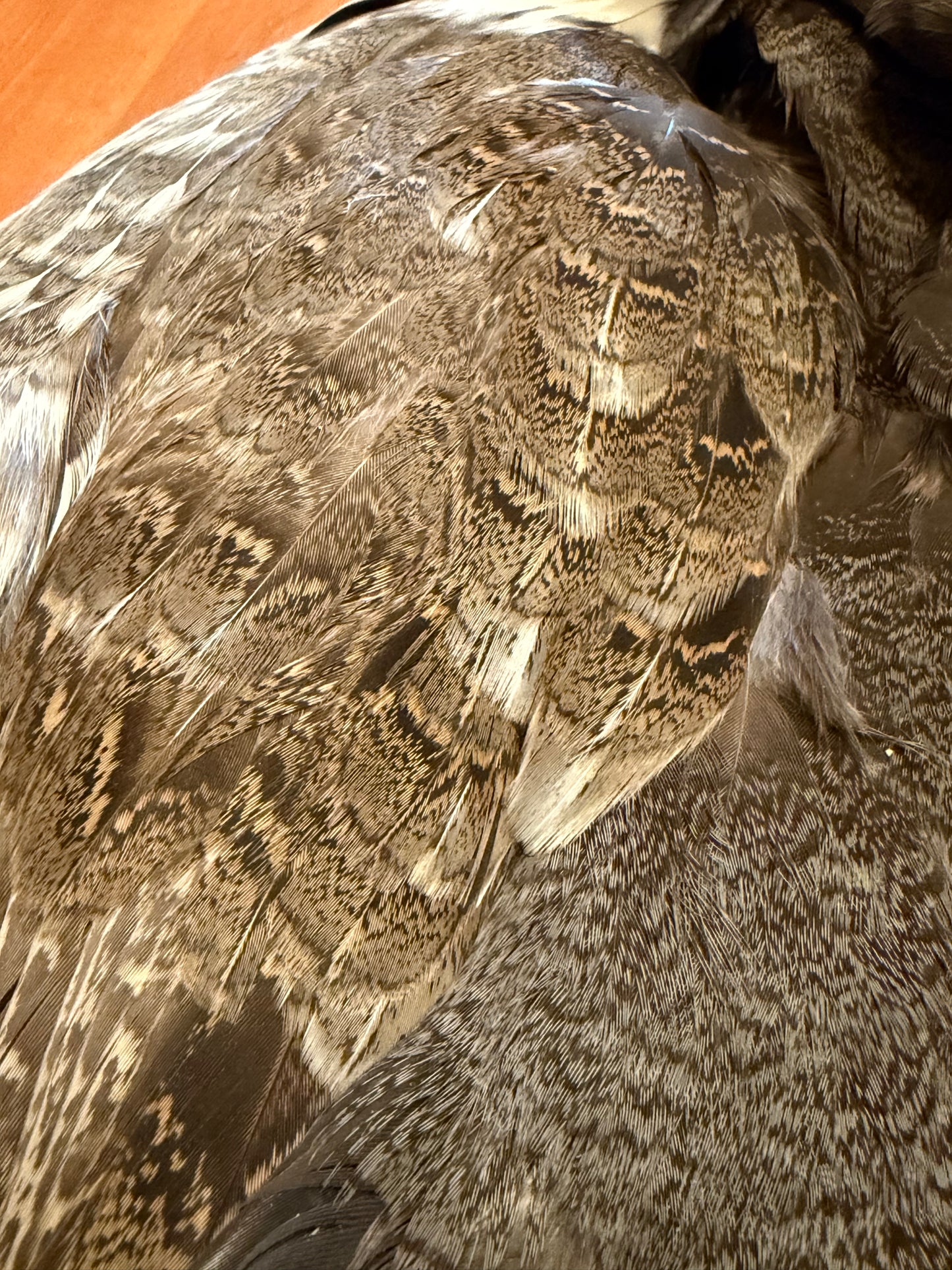 Blue Grouse (Dusky Grouse) Skin: Premium Fly Tying Feathers