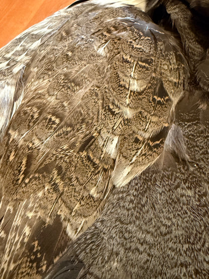 Blue Grouse (Dusky Grouse) Skin: Premium Fly Tying Feathers