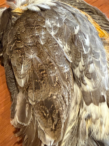 Blue Grouse (Dusky Grouse) Skin: Premium Fly Tying Feathers
