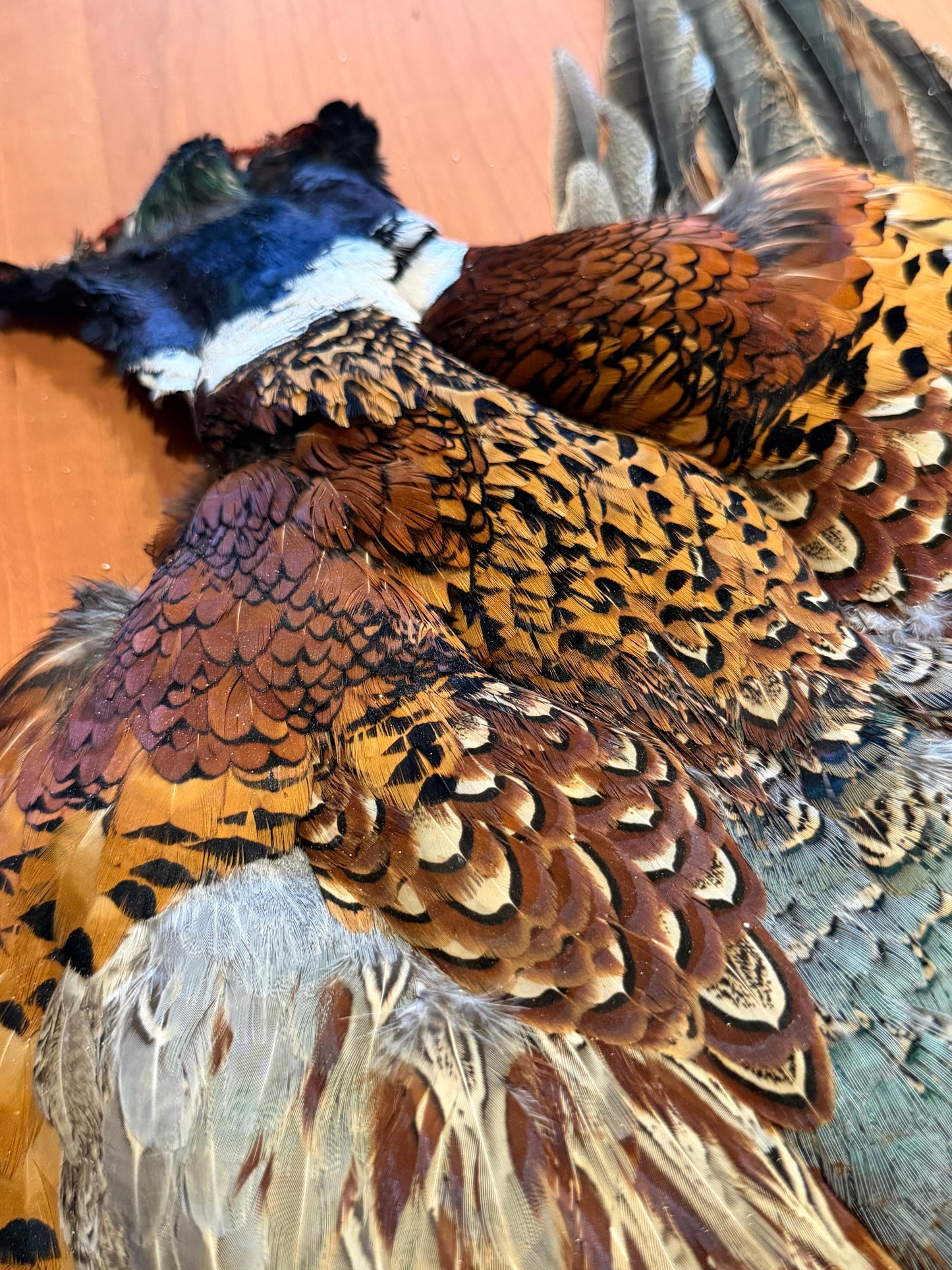 Full Pheasant Skin: Premium Fly Tying Feathers