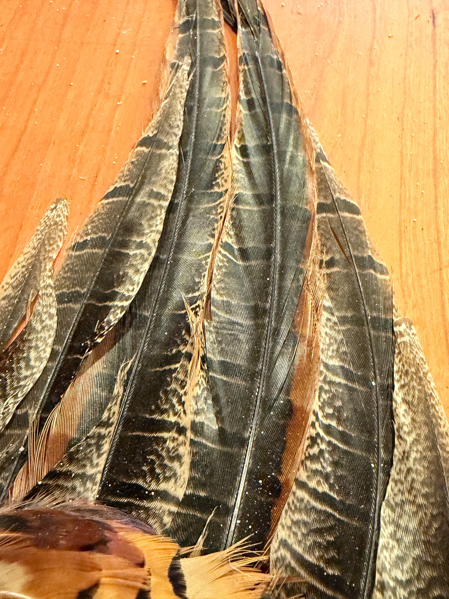 Full Pheasant Skin: Premium Fly Tying Feathers