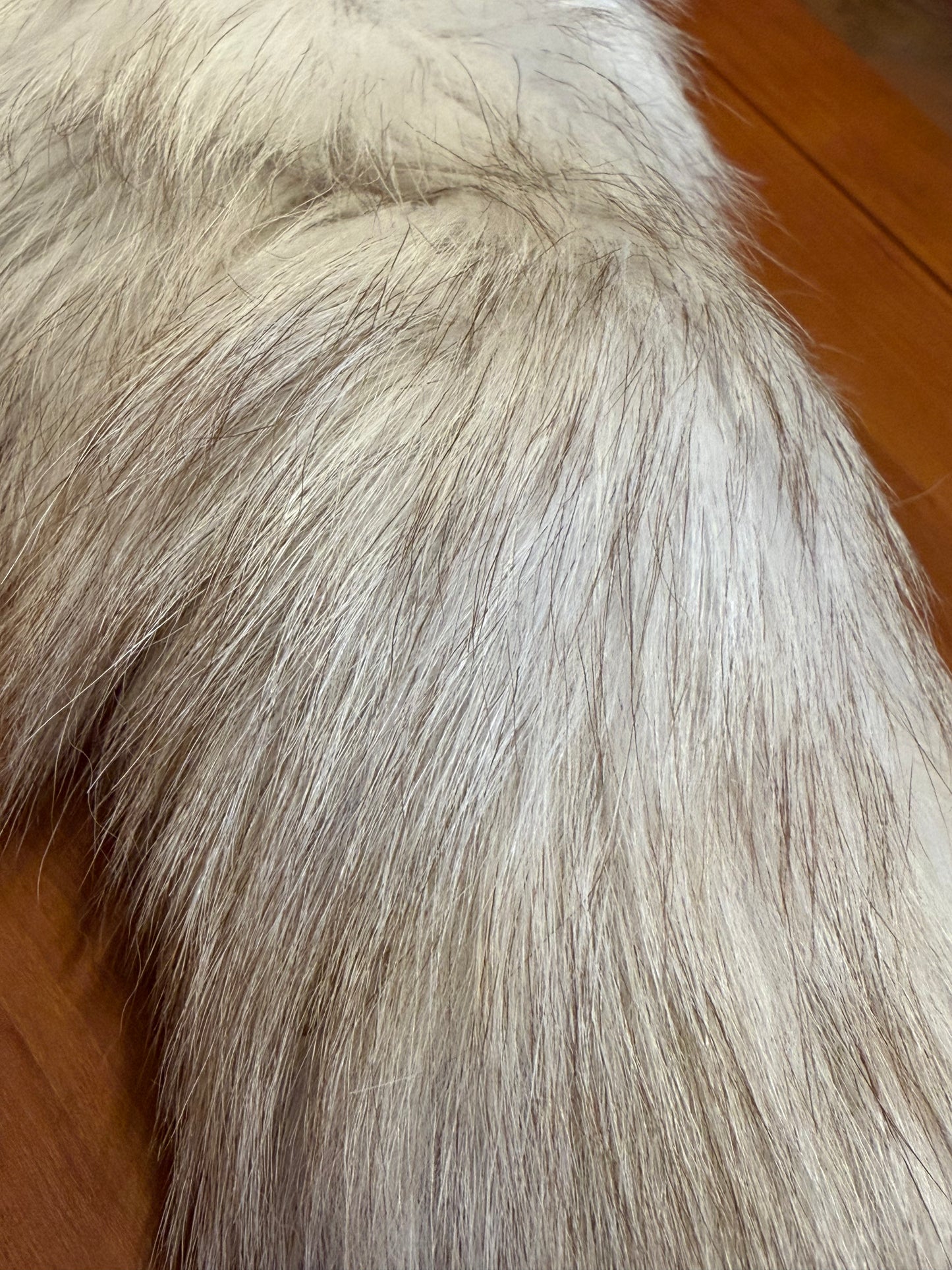 Arctic Fox Tail – Premium Fly Tying Material