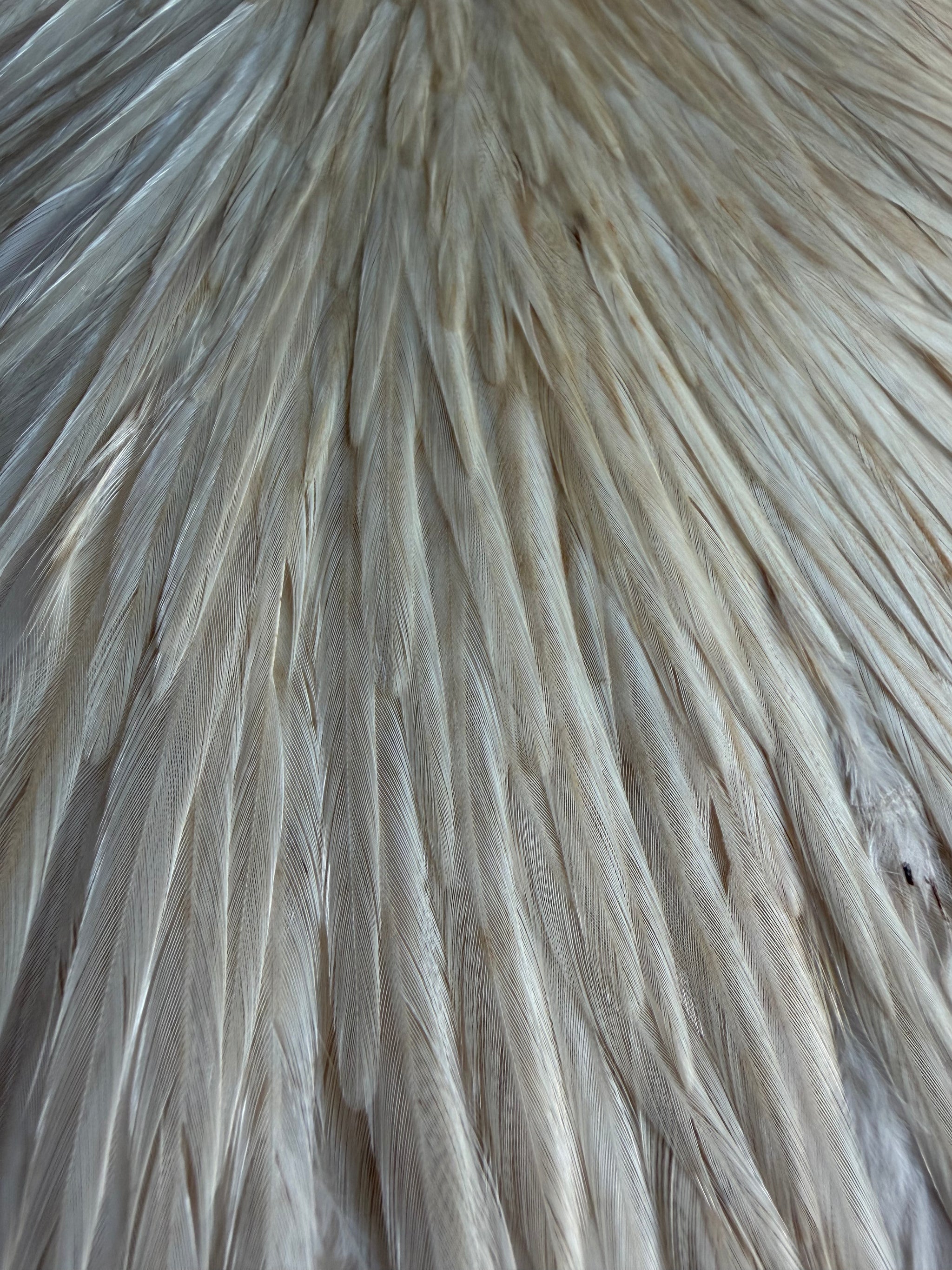 Bobs Hackle Farm Grade 2 Saddle Light Ginger 687-SH-E-L