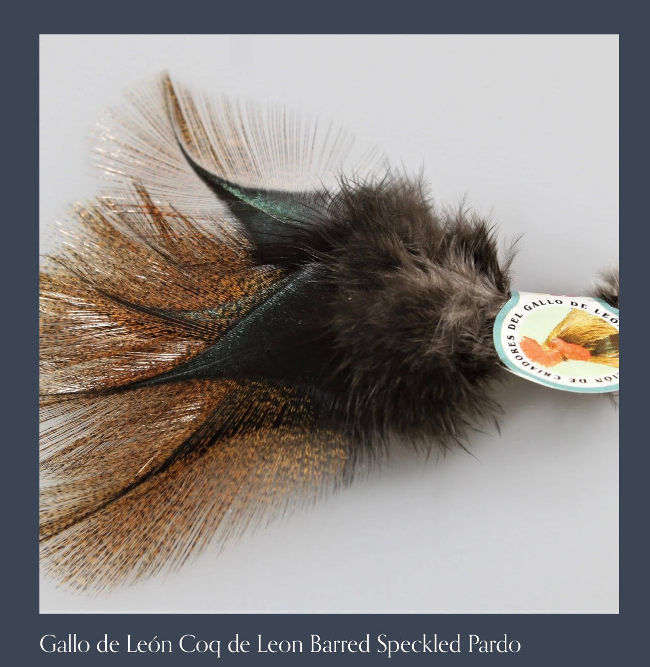 Coq de León - Authentic León Province (Ed Madrigal)
